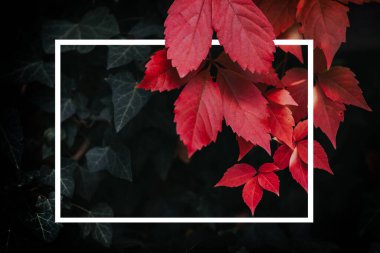 Renkli yapraklı sonbahar arkaplanı. Karanlık ve kasvetli sonbahar arkaplanı. 