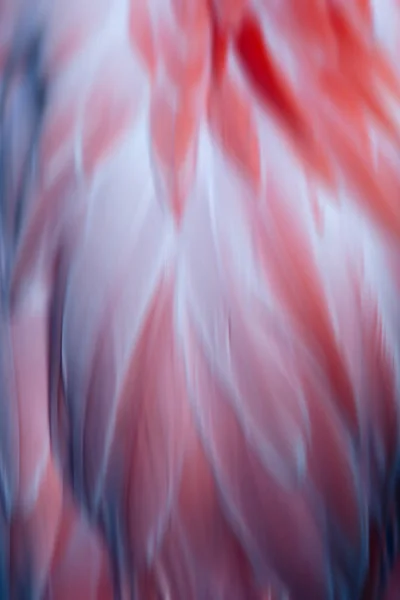 ピンクのフラミンゴの鳥の羽の美しいクローズアップ 創造的背景 — ストック写真