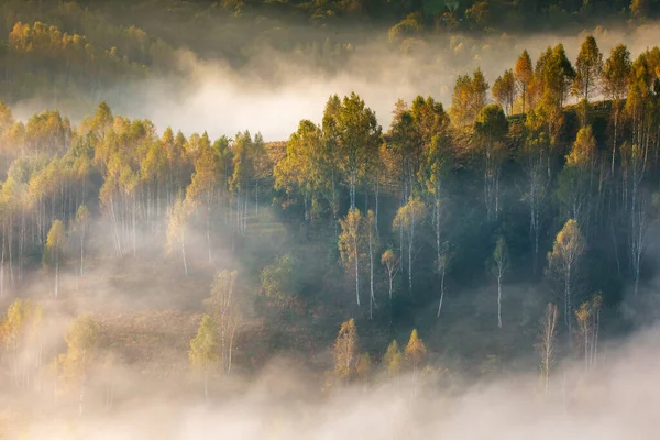 Paysage Broussailleux Matin Avec Des Arbres — Photo