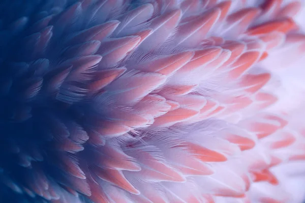 Pembe flamingo kuşunun tüylerinin güzel yakın çekimi. Yaratıcı arkaplan. 