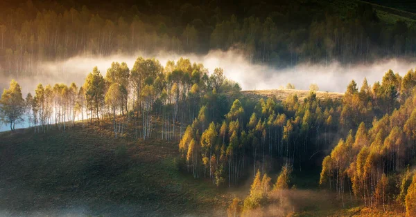 Paysage Broussailleux Matin Avec Des Arbres — Photo