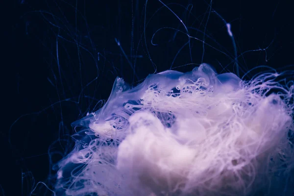 Close Details Ghost Jellyfish — Stock Photo, Image