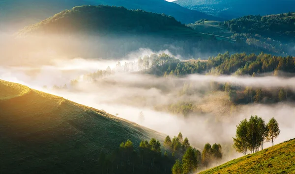 Paysage Broussailleux Matin Avec Des Arbres — Photo