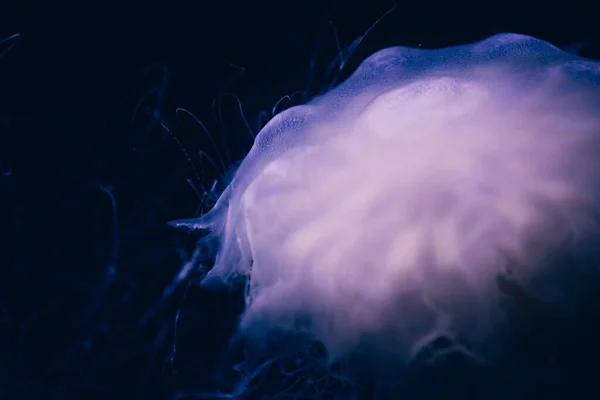 Close Details Ghost Jellyfish — Stock Photo, Image