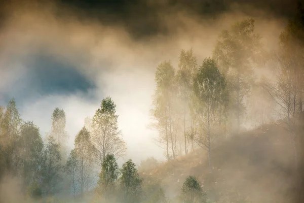 Mglisty Krajobraz Rano Drzewami — Zdjęcie stockowe