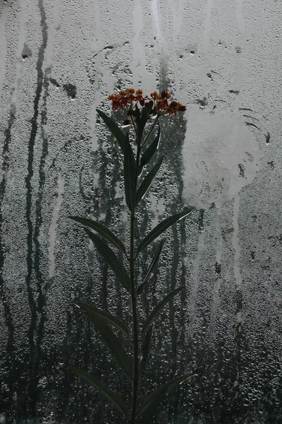 Imagen Moody Una Planta Solitaria Contra Ventana Bajo Fuertes Lluvias — Foto de Stock