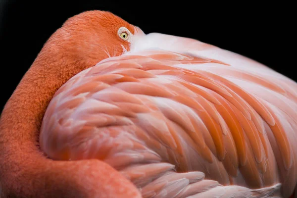 Primer Plano Pájaro Flamenco Rosado — Foto de Stock