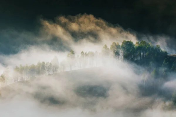 Туманний Пейзаж Вранці Деревами — стокове фото