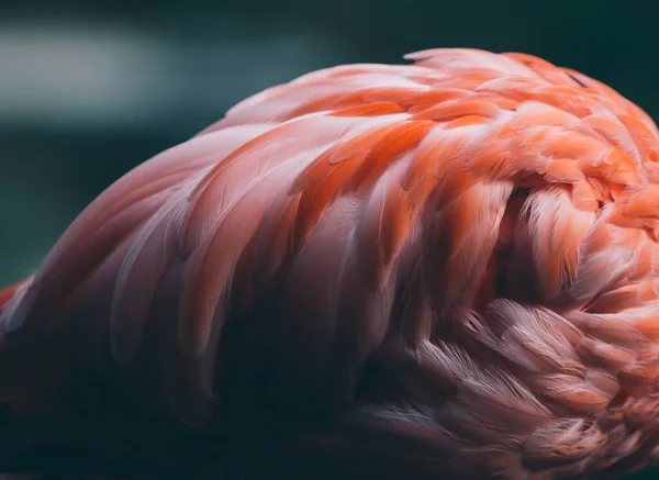 Schöne Nahaufnahme Der Federn Eines Rosa Flamingo Vogels Kreativer Hintergrund — Stockfoto