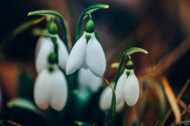 İlkbaharda güzel kar damlası çiçekleri (Galanthus nivalis).