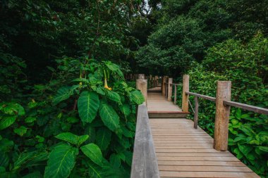 Tayland 'dan gelen bir ormanda, tahta patikalı tropik yapraklar..