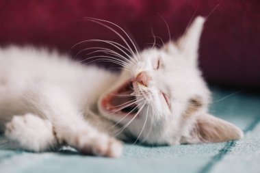 Güzel beyaz bir kedinin portresi. 