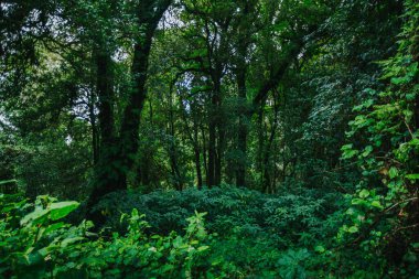 Yeşil orman manzarası