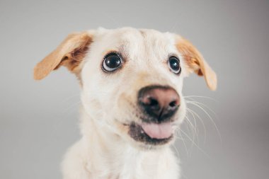 Şirin köpeğin stüdyo fotoğrafı.