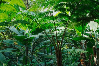 Ormandaki eğreltiotu. Yakından bakınca.