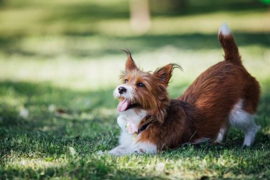 Şirin köpek parkta eğleniyor.