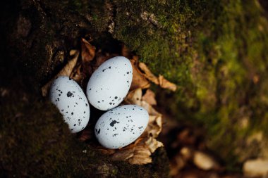 Ormanda yumurta avı. Paskalya konsepti.
