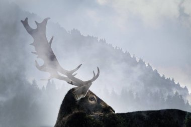 Geyiklerin boynuzlarını iki kez gösteriyor.