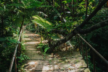 Yeşil orman manzarası