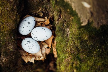 Ormanda yumurta avı. Paskalya konsepti.