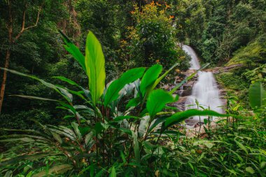 Chiang Mai 'deki Doi Inthanon Ulusal Parkı' nda Tropik Mae Pan Şelalesi.
