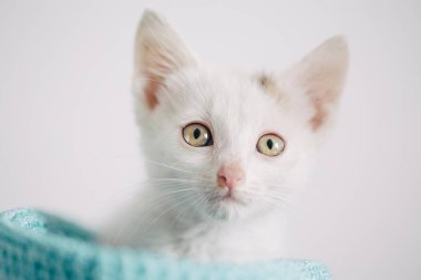 Güzel beyaz bir kedinin portresi. 
