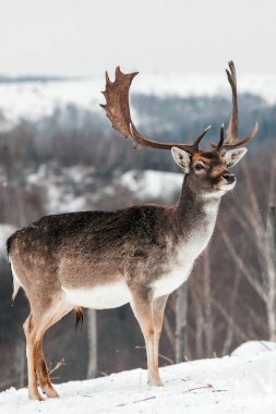 Kışın boynuzlu güzel bir geyik.