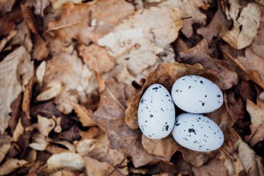 Ormanda yumurta avı. Paskalya konsepti.