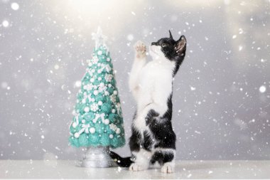 Noel ağacı olan şirin bir kedi. Noel tebrik kartı..