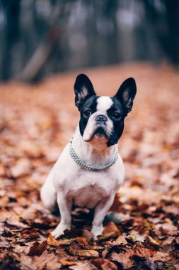 Şirin köpek parkta eğleniyor.