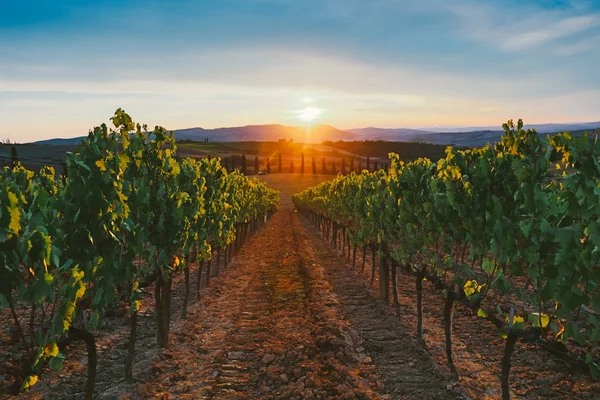 Piękny Zachód Słońca Nad Winnicami — Zdjęcie stockowe