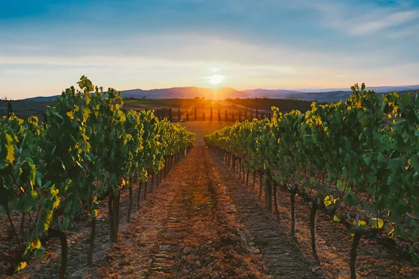 Bel Tramonto Sui Vigneti — Foto Stock