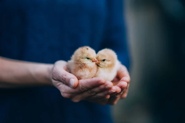 Newborn Chiken Palms — Stock Photo, Image