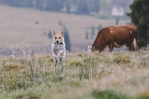 Fox Terrier Njuter Tid Och Lek Naturen — Stockfoto