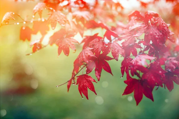 Czerwona Jesień Liście Tle Deszczu — Zdjęcie stockowe