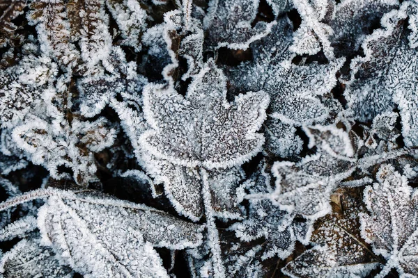 Frysta Blad Marken Första Tecknen Vintern — Stockfoto