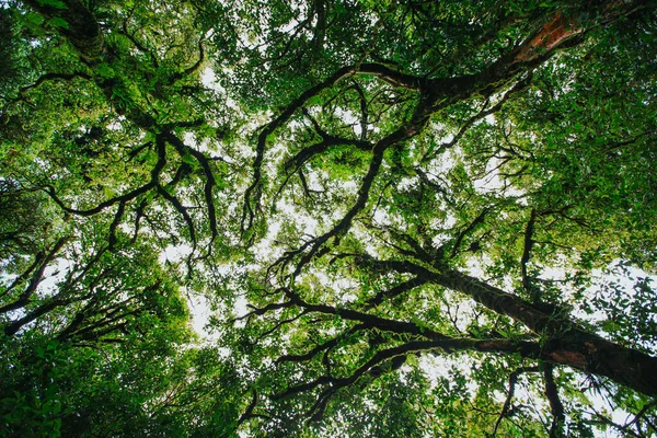 タイからのジャングルの熱帯の葉 — ストック写真