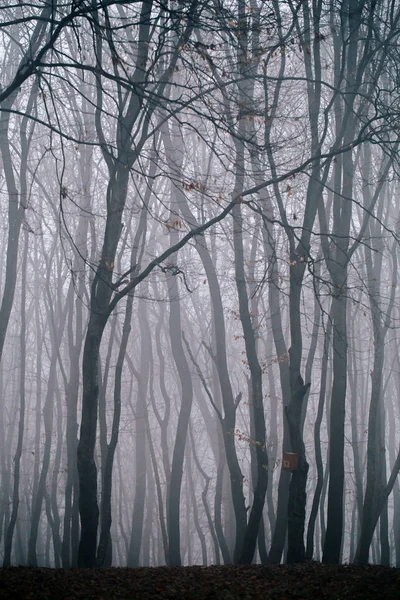 Nebliger Wald Mit Dichtem Nebel — Stockfoto