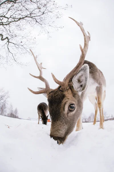 Gyönyörű Szarvas Télen — Stock Fotó
