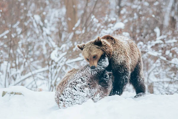Bear Cubs Playing Snow — Stock Photo, Image