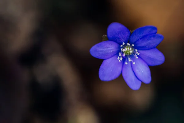 Viola Fiori Primaverili Nella Foresta Primo Piano Vista — Foto Stock