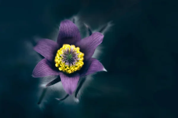 Crocus Άνοιξη Λουλούδι Close Άποψη — Φωτογραφία Αρχείου