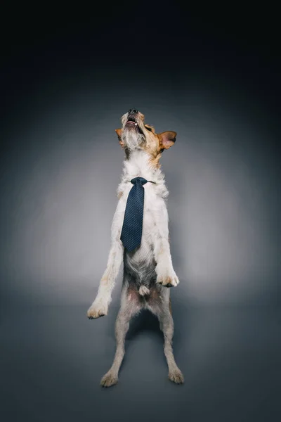 Söt Räv Terrier Hund Studion — Stockfoto