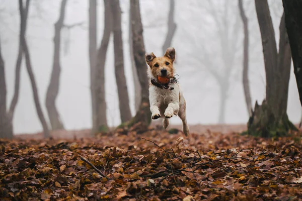 Fox Terrier Profiter Temps Jouer Dans Nature — Photo