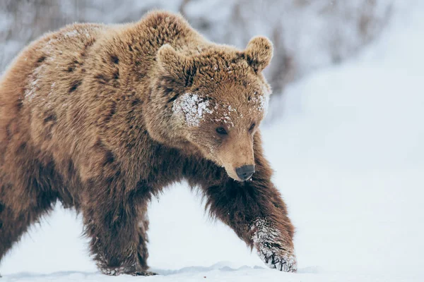 Urso Andando Natureza Hora Inverno — Fotografia de Stock