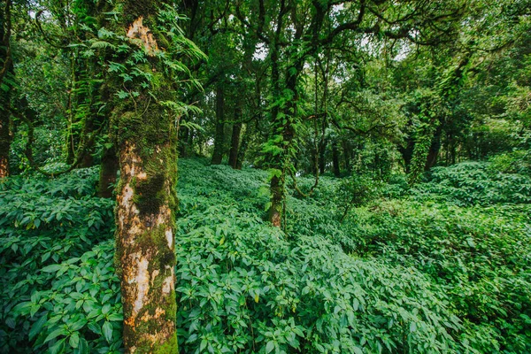 Follaje Tropical Una Selva Tailandia — Foto de Stock