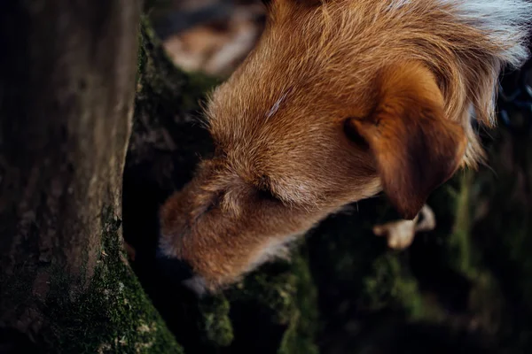 Söt Räv Terrier Skogen — Stockfoto
