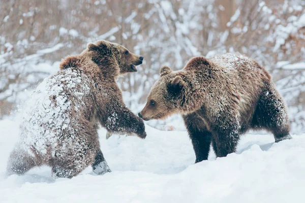 Filhotes Urso Brincando Neve — Fotografia de Stock