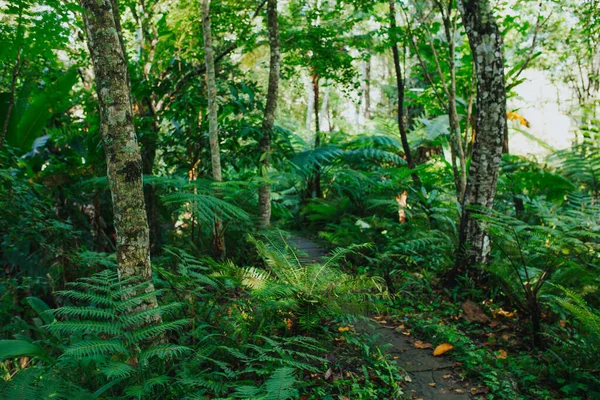Vistas Panorámicas Del Bosque Verde — Foto de Stock