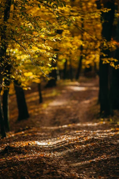 黄色と緑の葉を持つ秋の森 — ストック写真